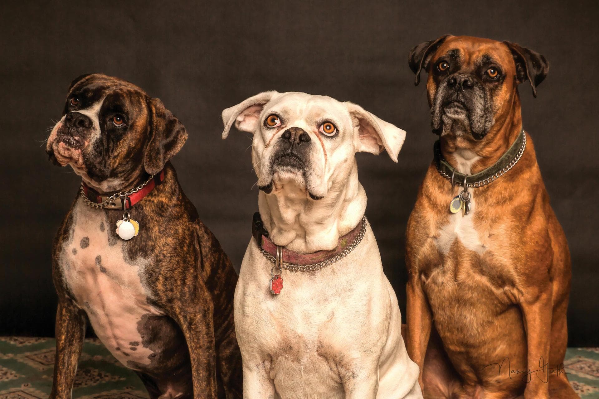 Best Vets in Dungarvan